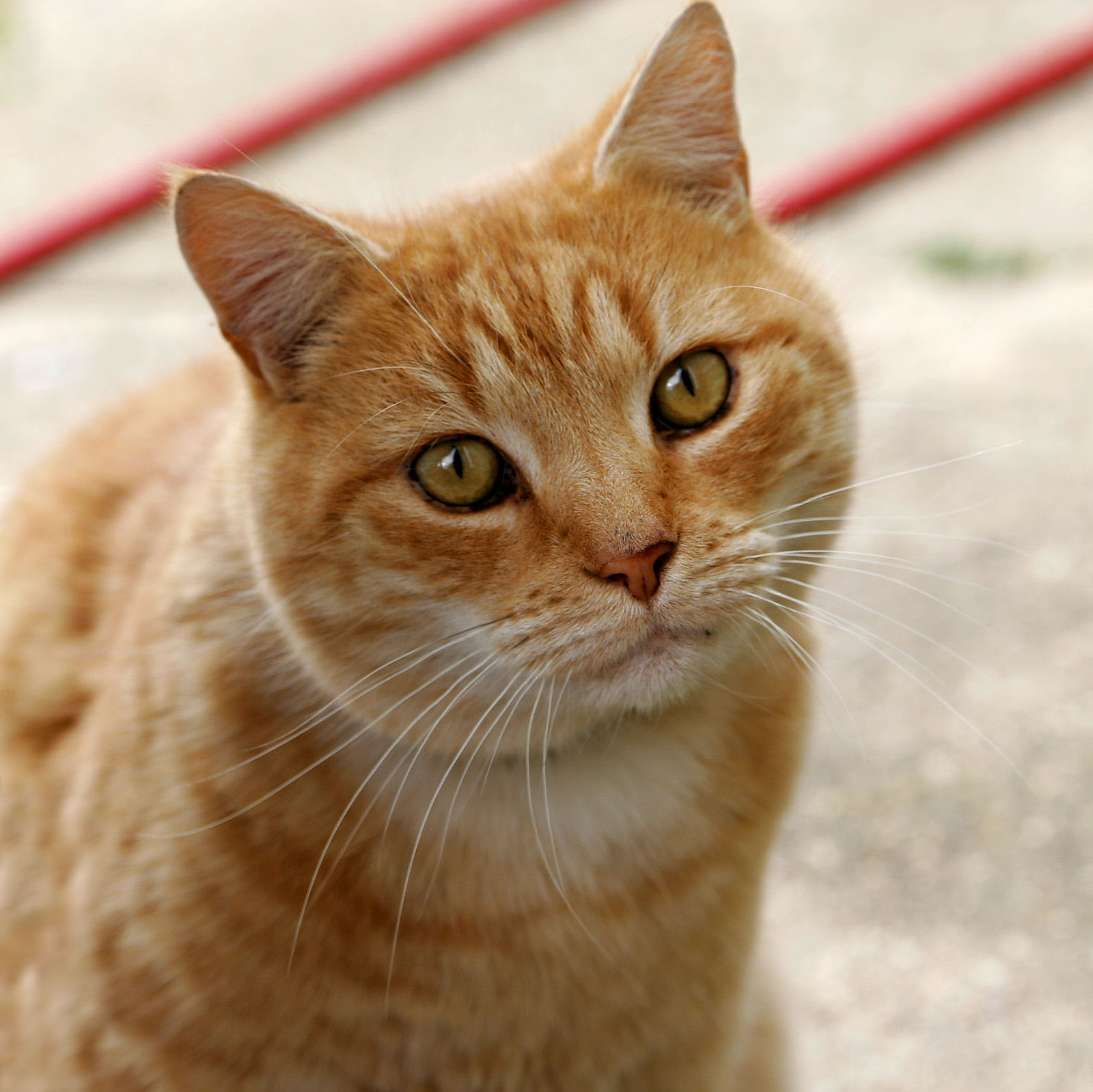 A cute cat